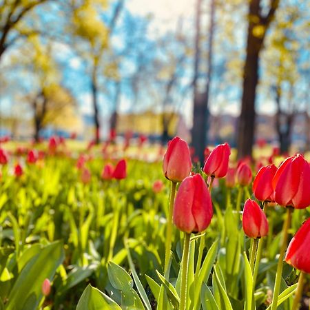 Schoene Aussichten Mitten In Berlin - Il Sole ภายนอก รูปภาพ